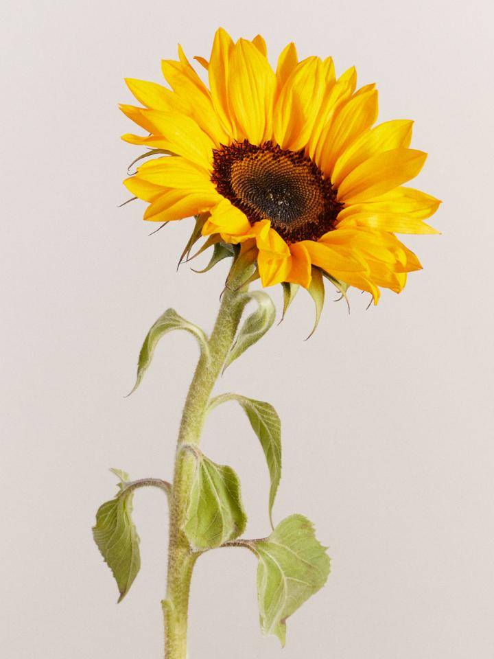 zonnebloem